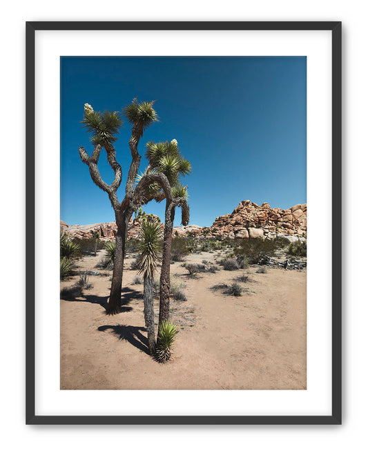 Joshua Tree