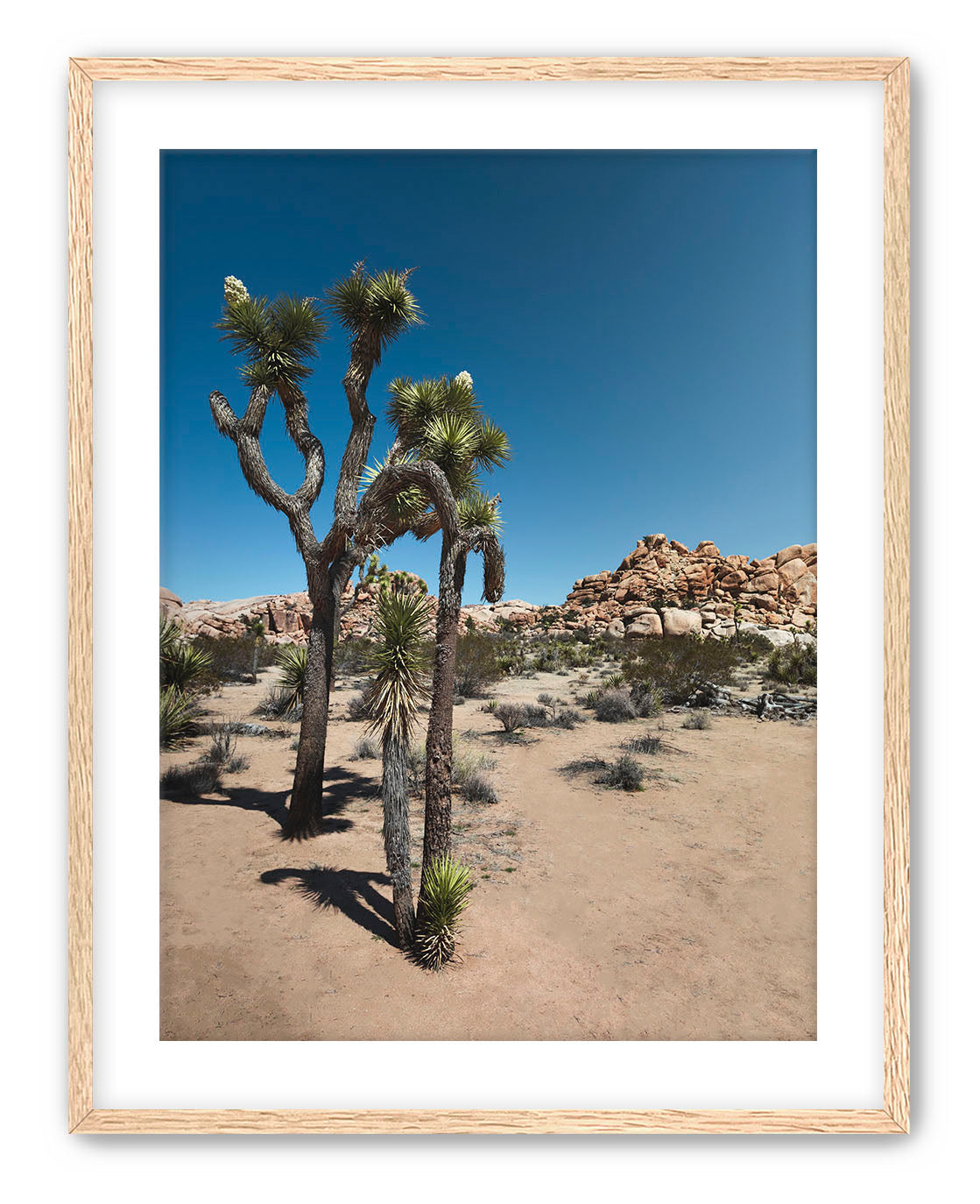 Joshua Tree