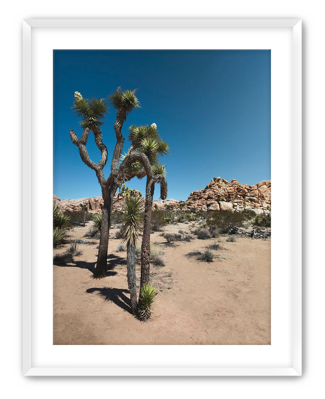 Joshua Tree